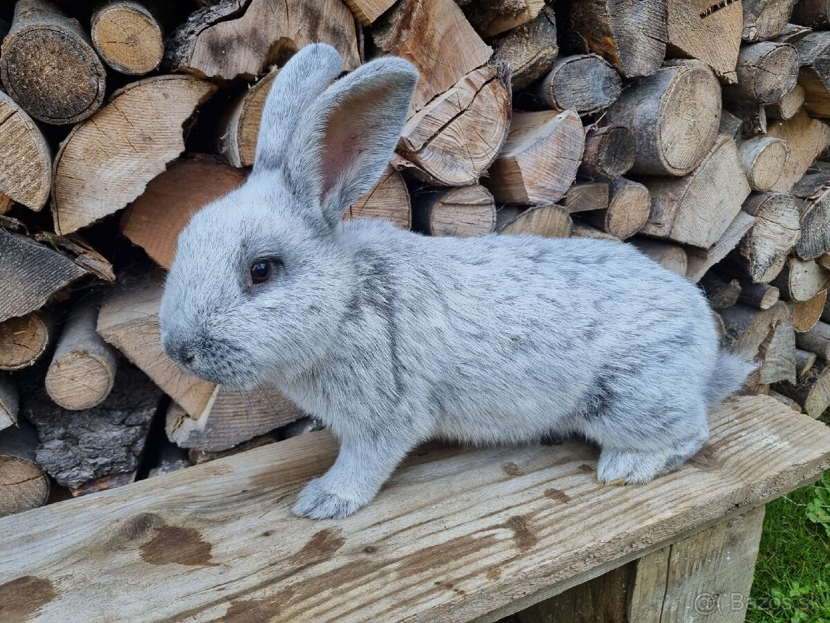 Králiky veľký svetlý strieborný (VSS)