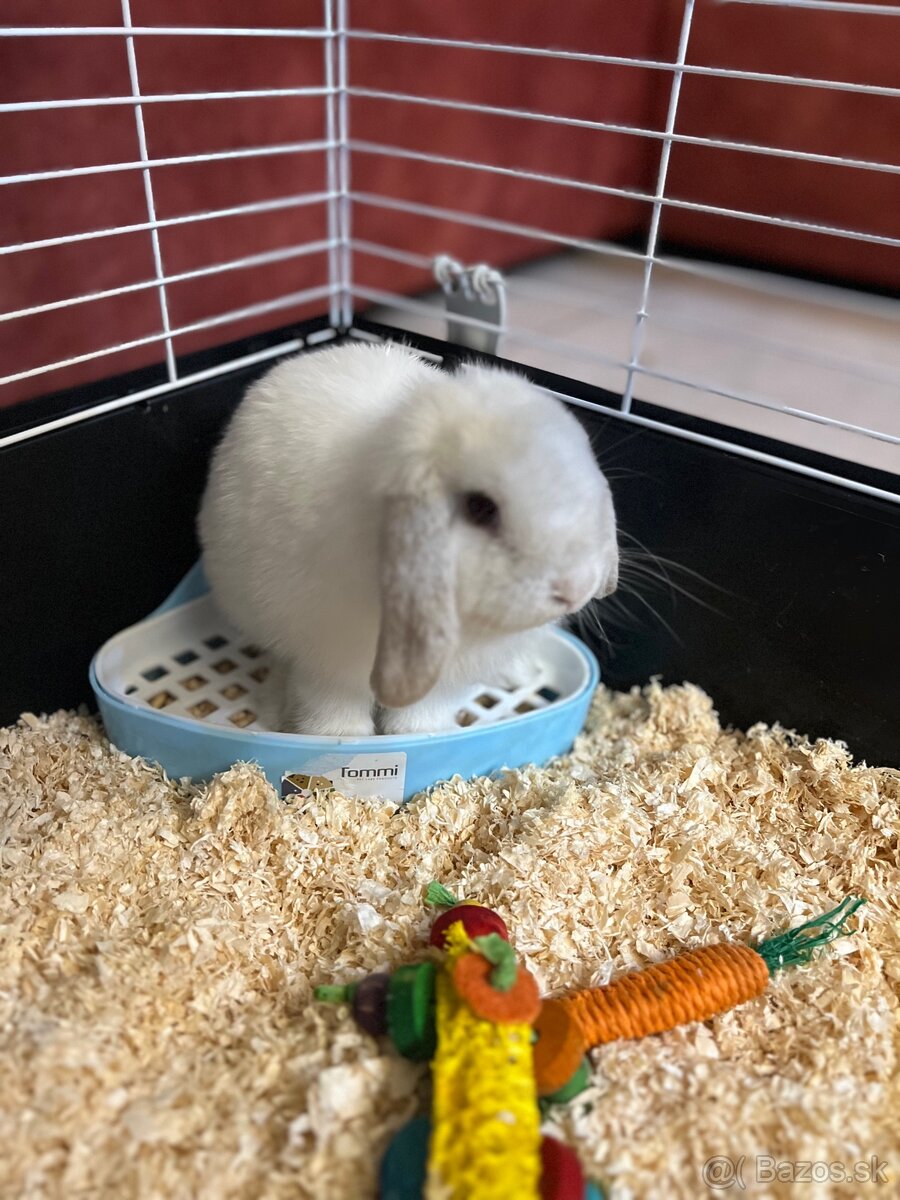 Predam bieleho zajaca Mini lop + full vybavenie