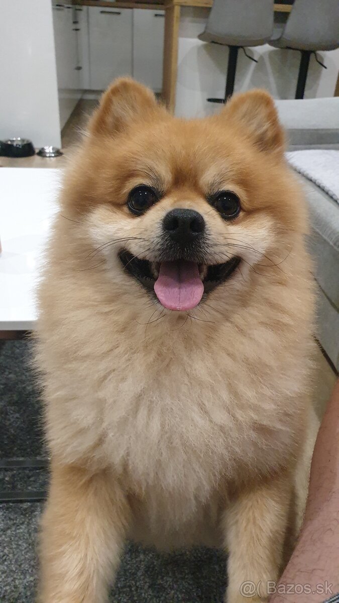 Pomeranian na krytie