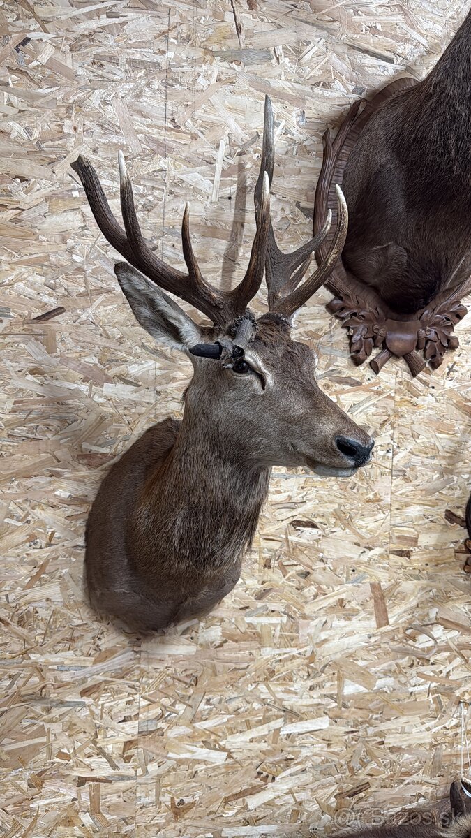 Trofej,parohy,parozie,jelen