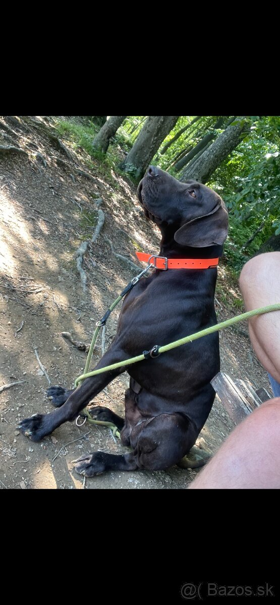 Nemecký krátkosrstý stavač  NKS