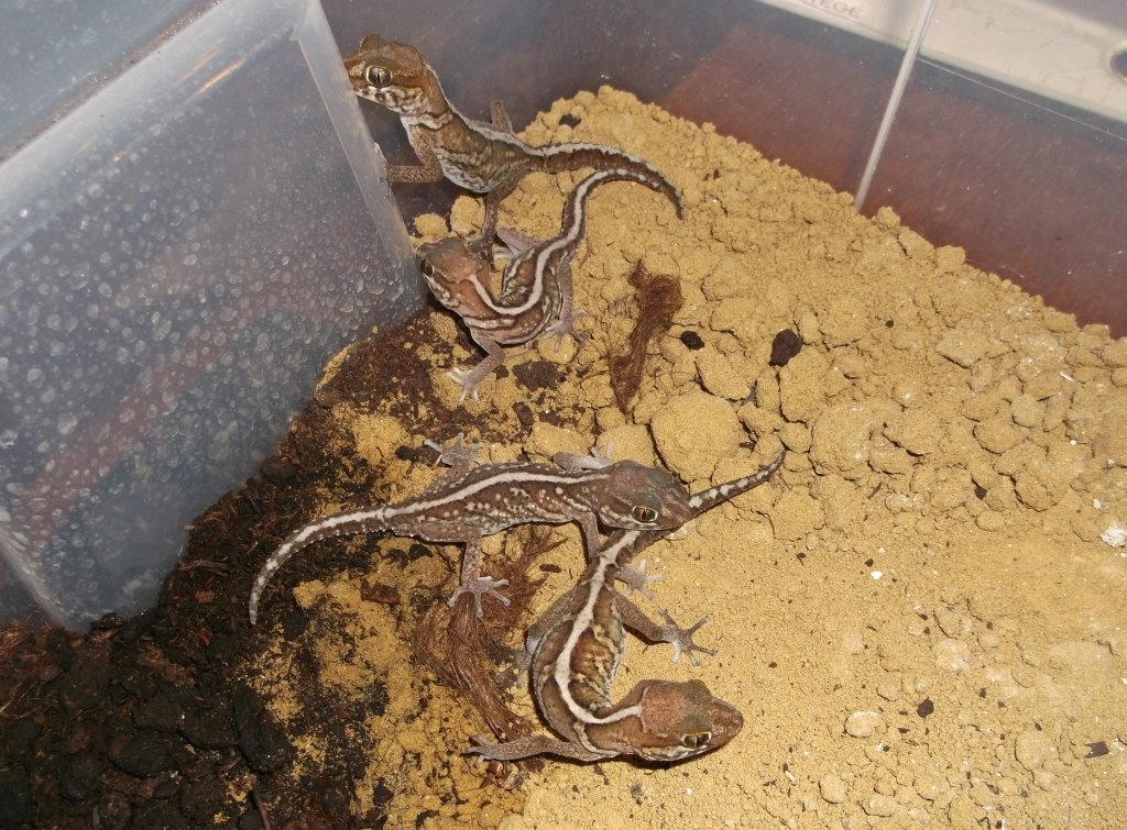 Paroedura picta - gekon madagaskarský