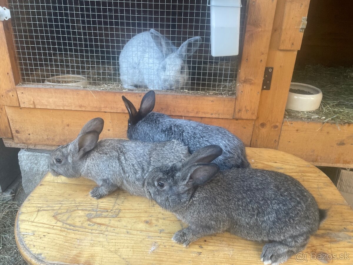 Predám krížené králiky