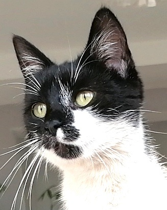 Mačička Tuxedo