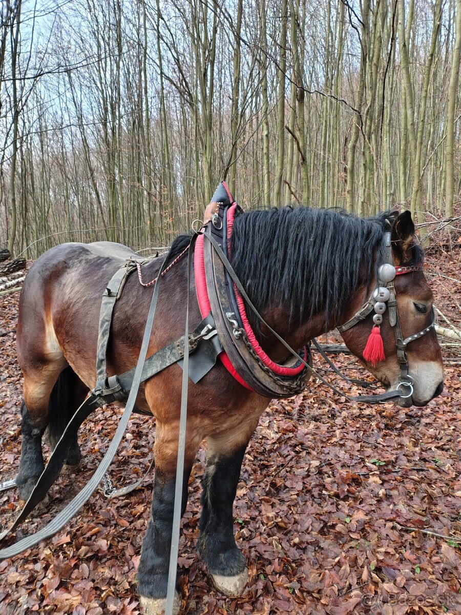 Ťažny kôň 4roky