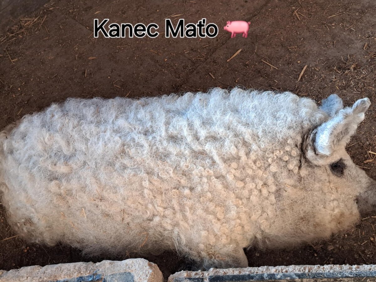 Mangalica predaj