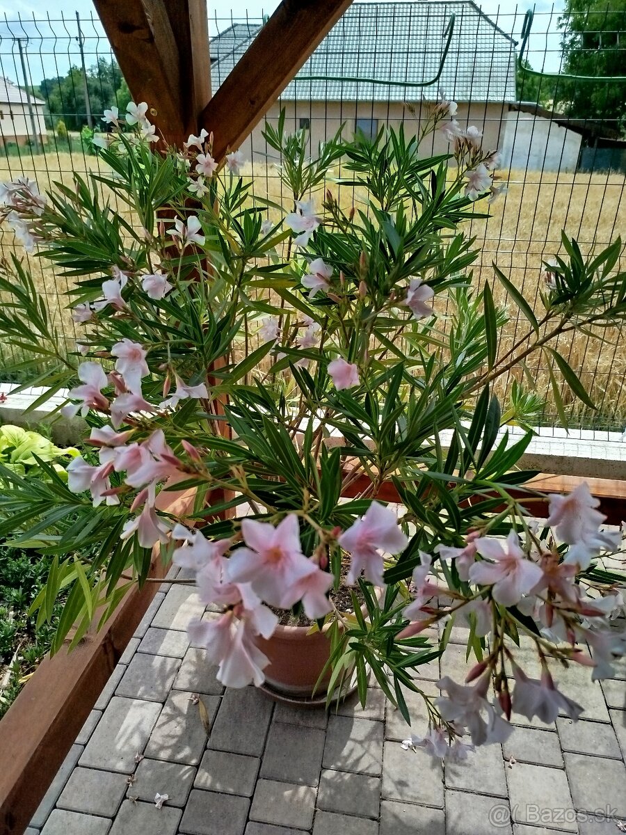 Predám oleander