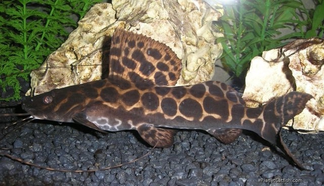 Leiarius marmoratus (achara)