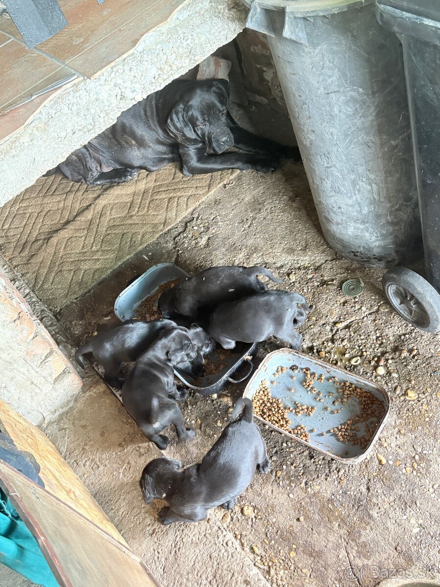 Cane corso