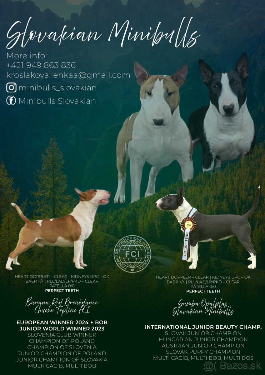 Miniatúrny bullterrier šteniatka na rezerváciu