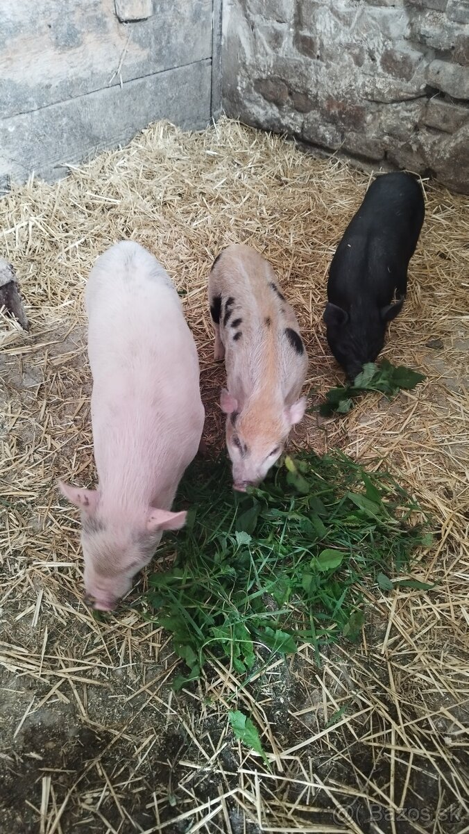 Predám vietnamské prasiatko