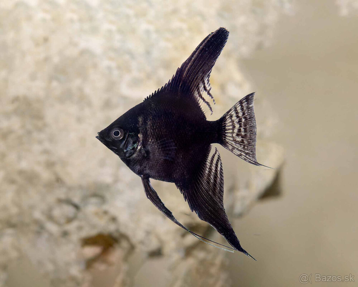 Skaláre Koi alebo čierne – vlastný odchov