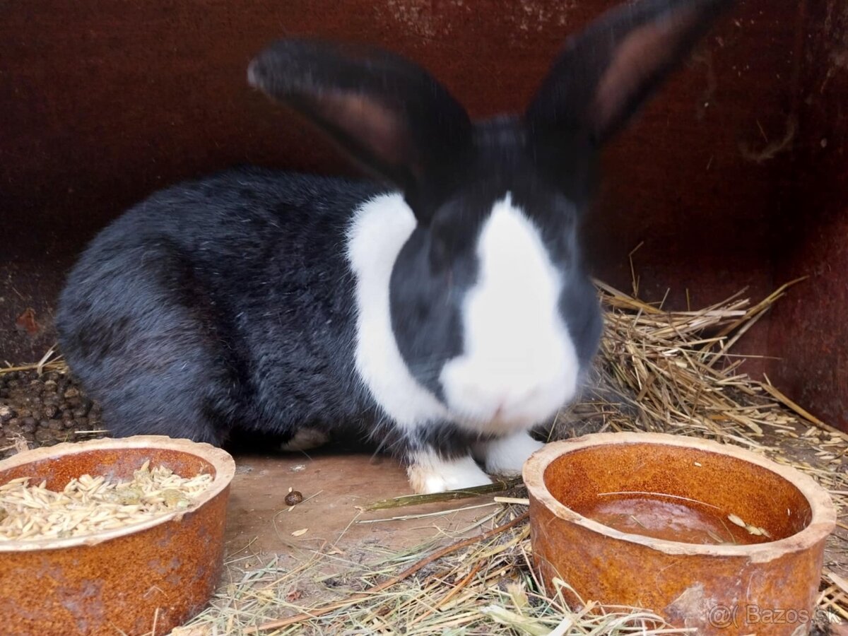 Šarišský obrovitý králik