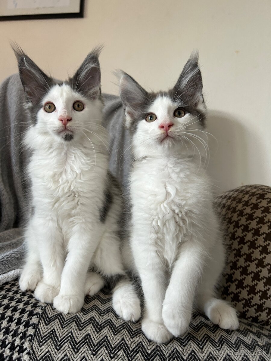 Main coon