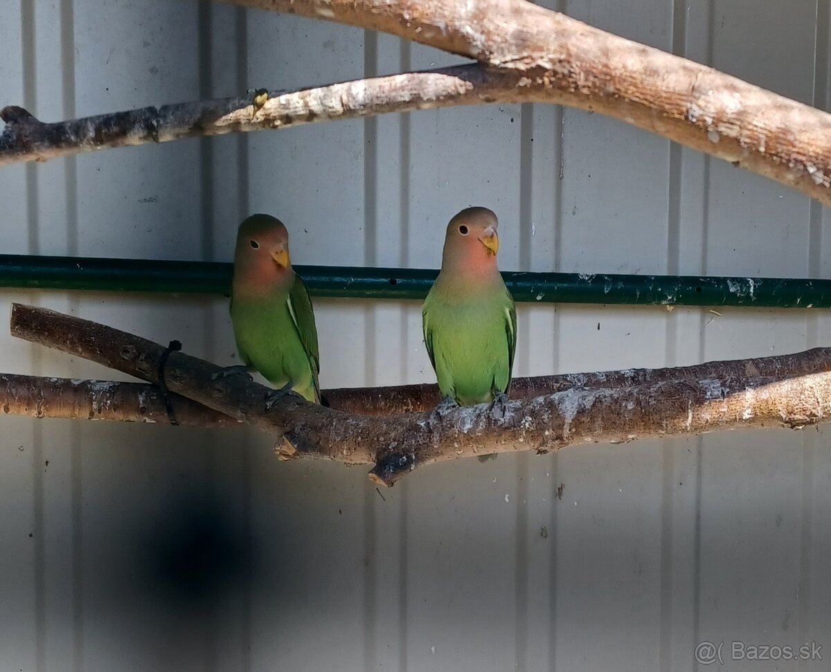 Agapornis rúžovohrdlý