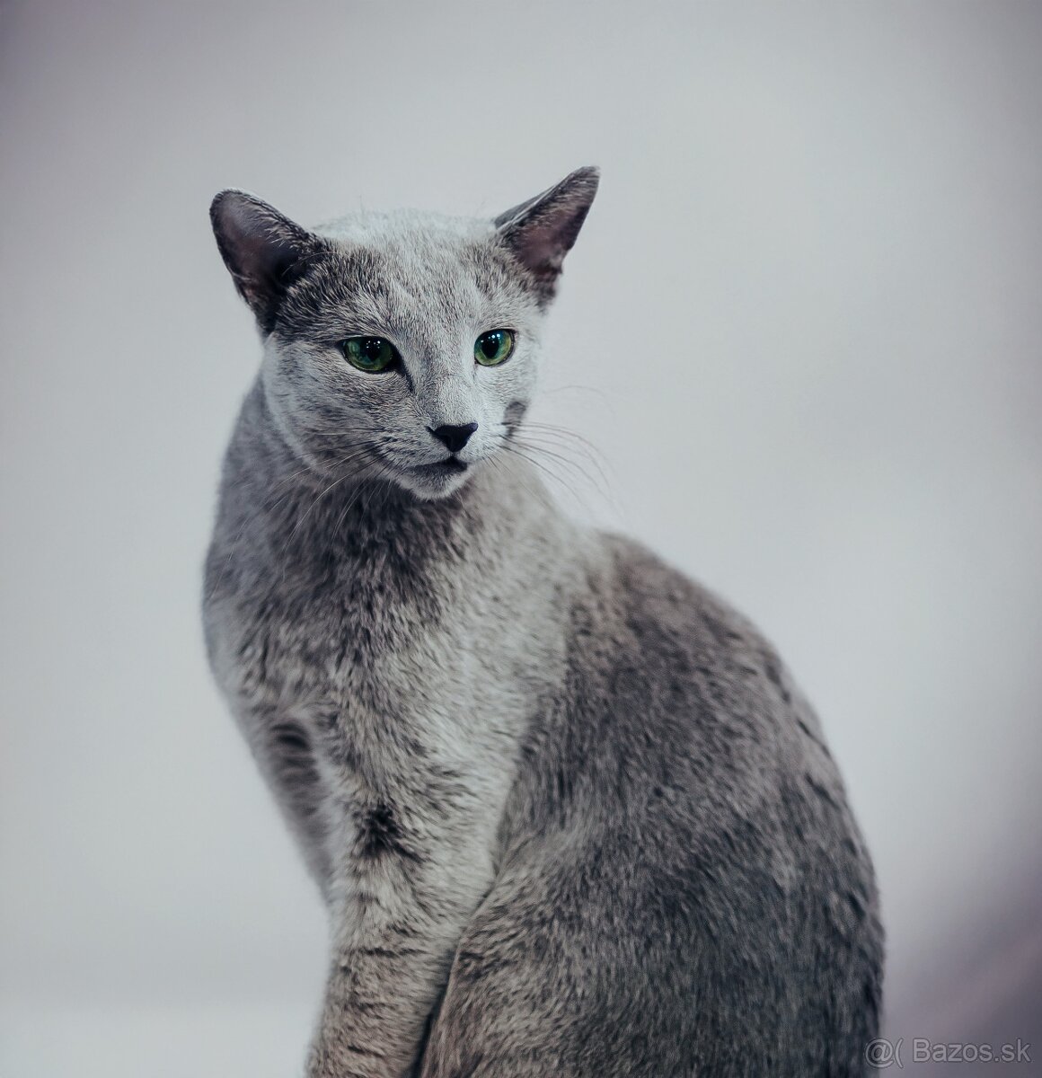 Ruská modrá a biela mačka-  prijímame  rezervácie