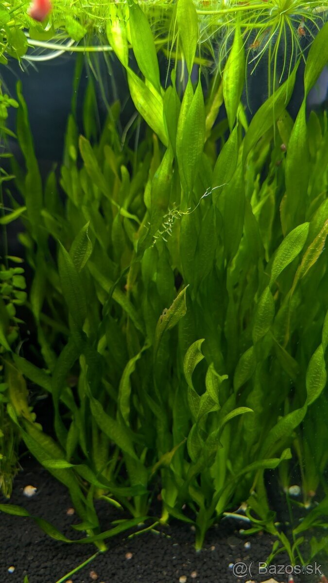 Predám Vallisneria asiatica 🌿
