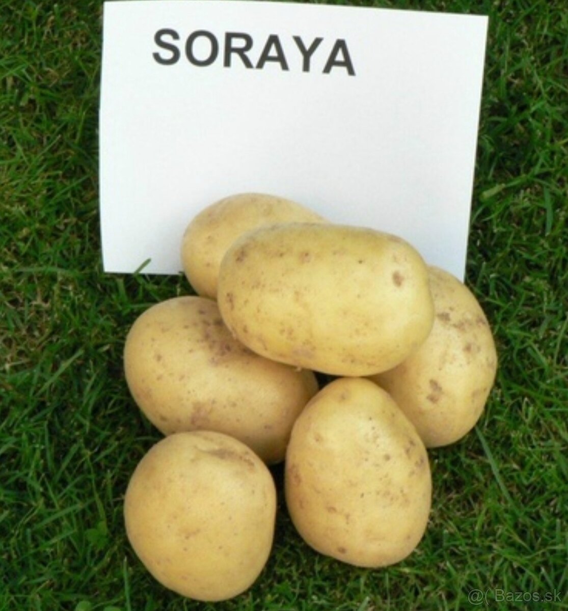 Predám zemiaky