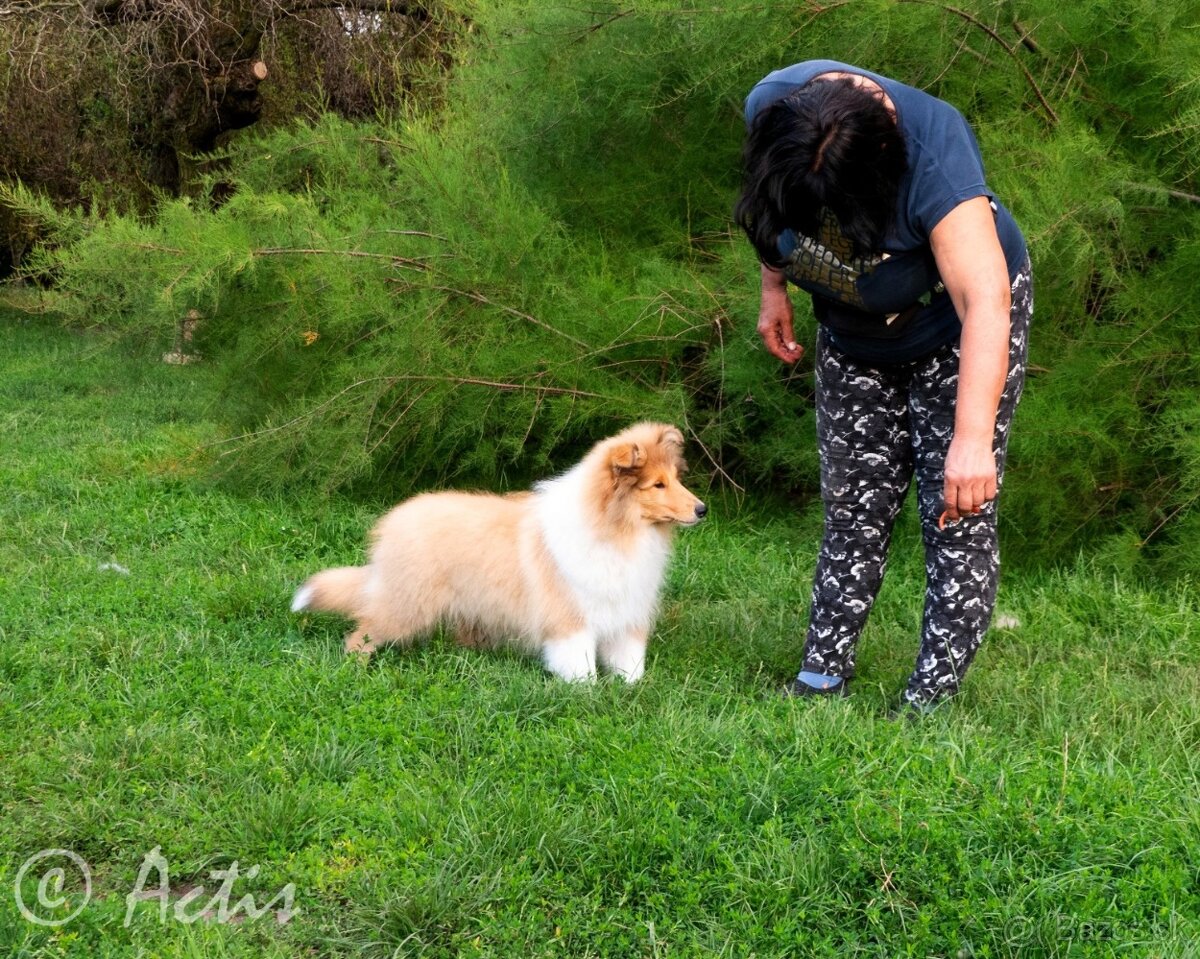 Kólia dlhosrstá s PP