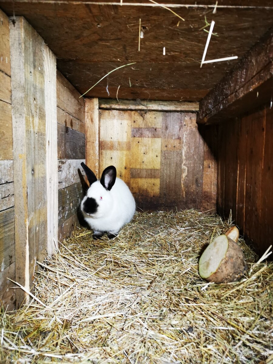 kalifornsky kralik samec