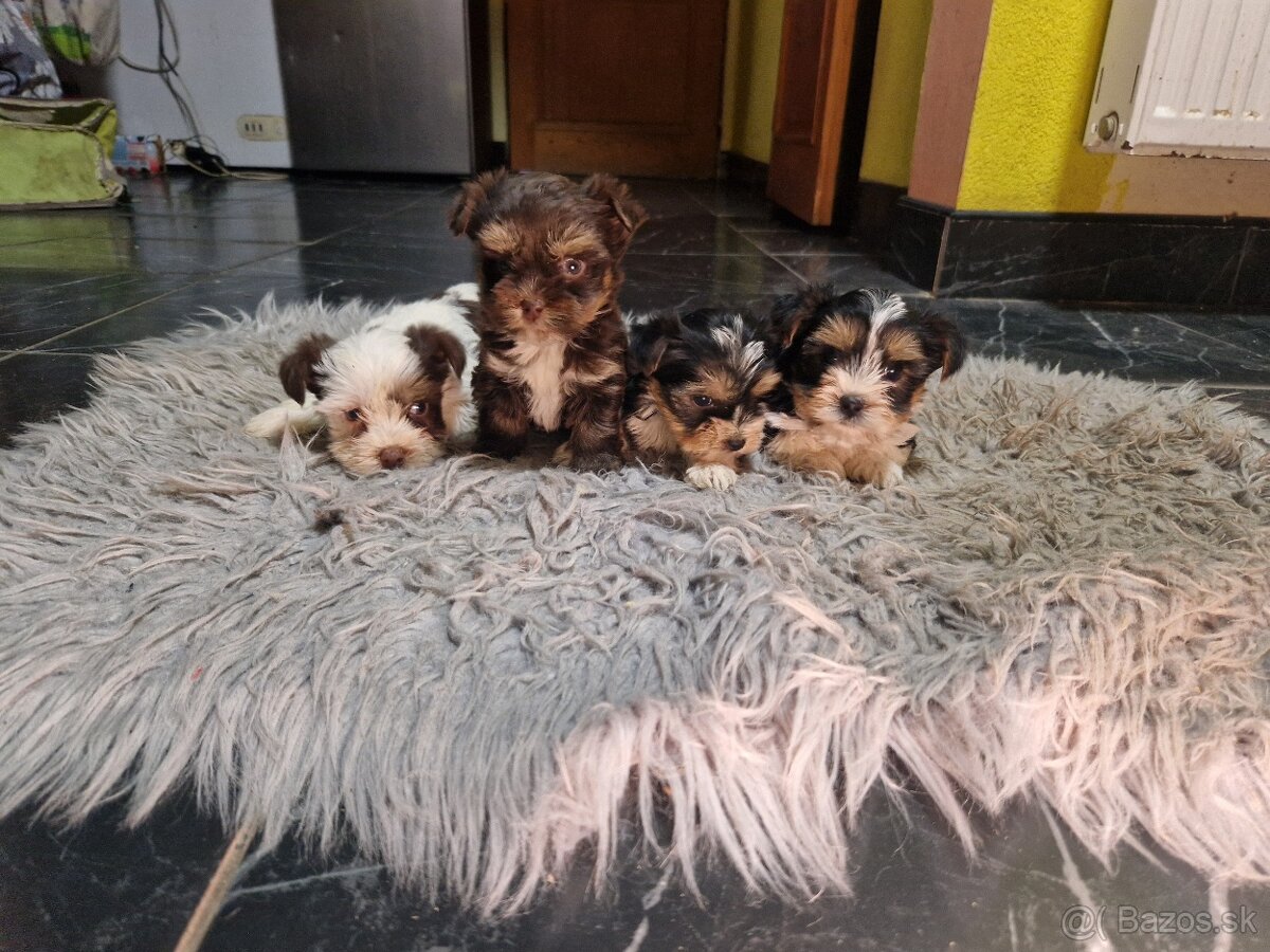 yorkshirsky terier, yorkshire s PP