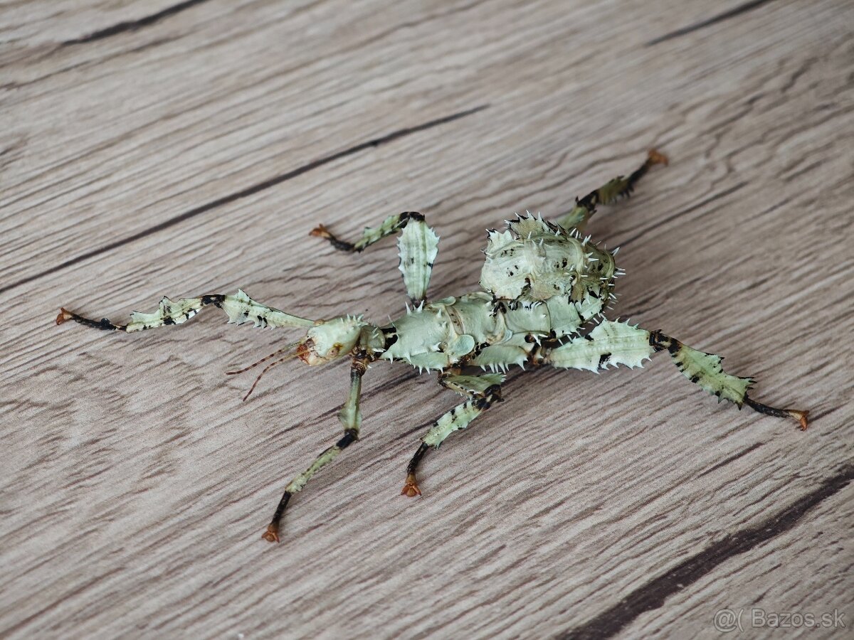 Strašilka australská (Extatosoma tiaratum)