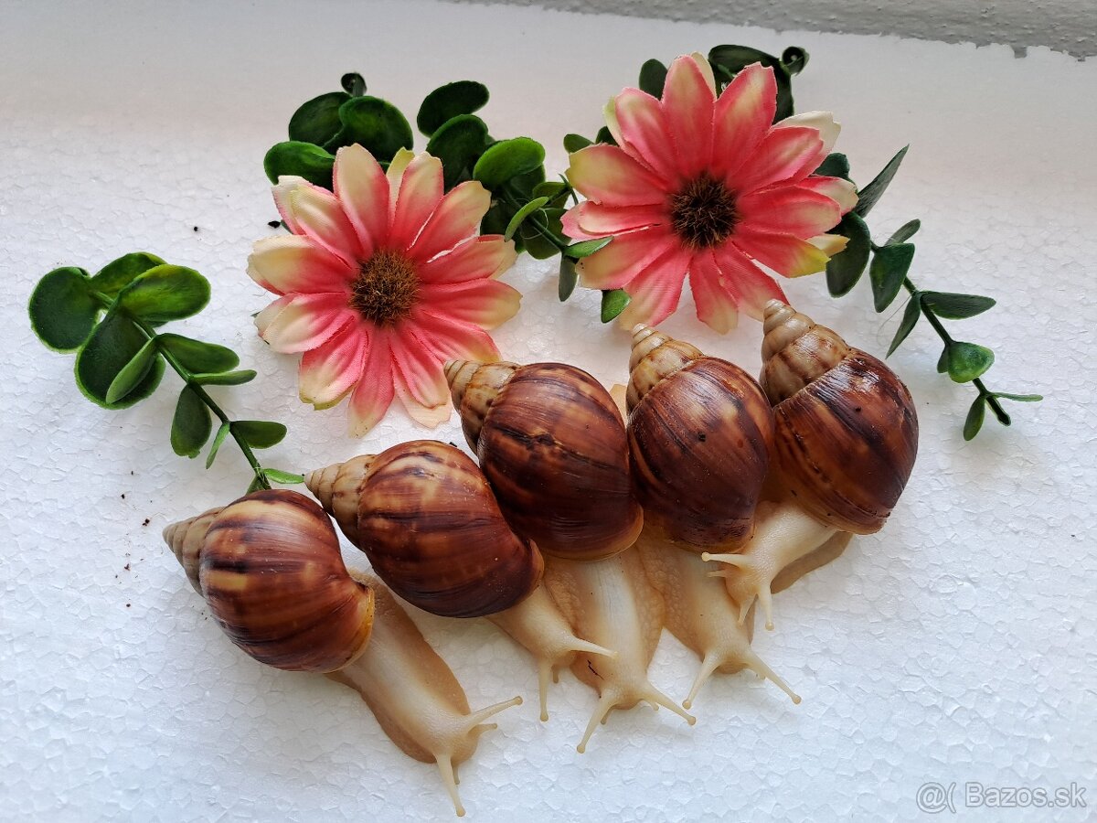 Africký slimák Lissachatina Fulica albinobody
