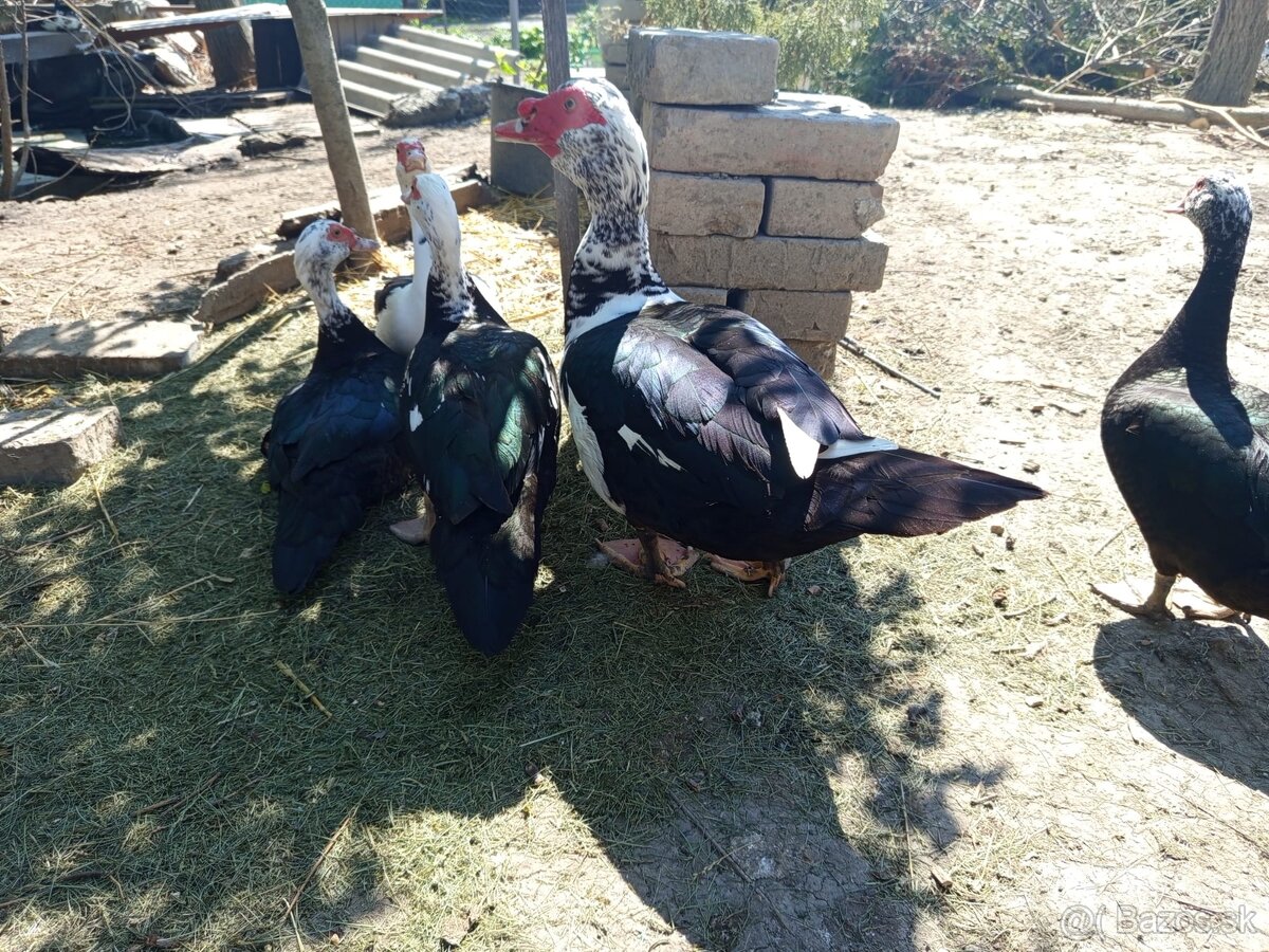 Kačica pižmová