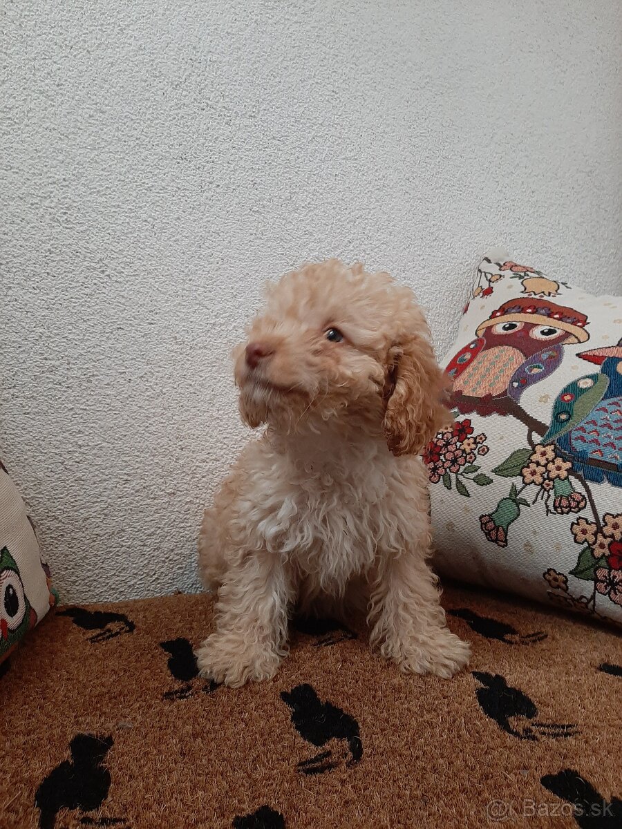 pudel,pudlik,poodle trpaslici