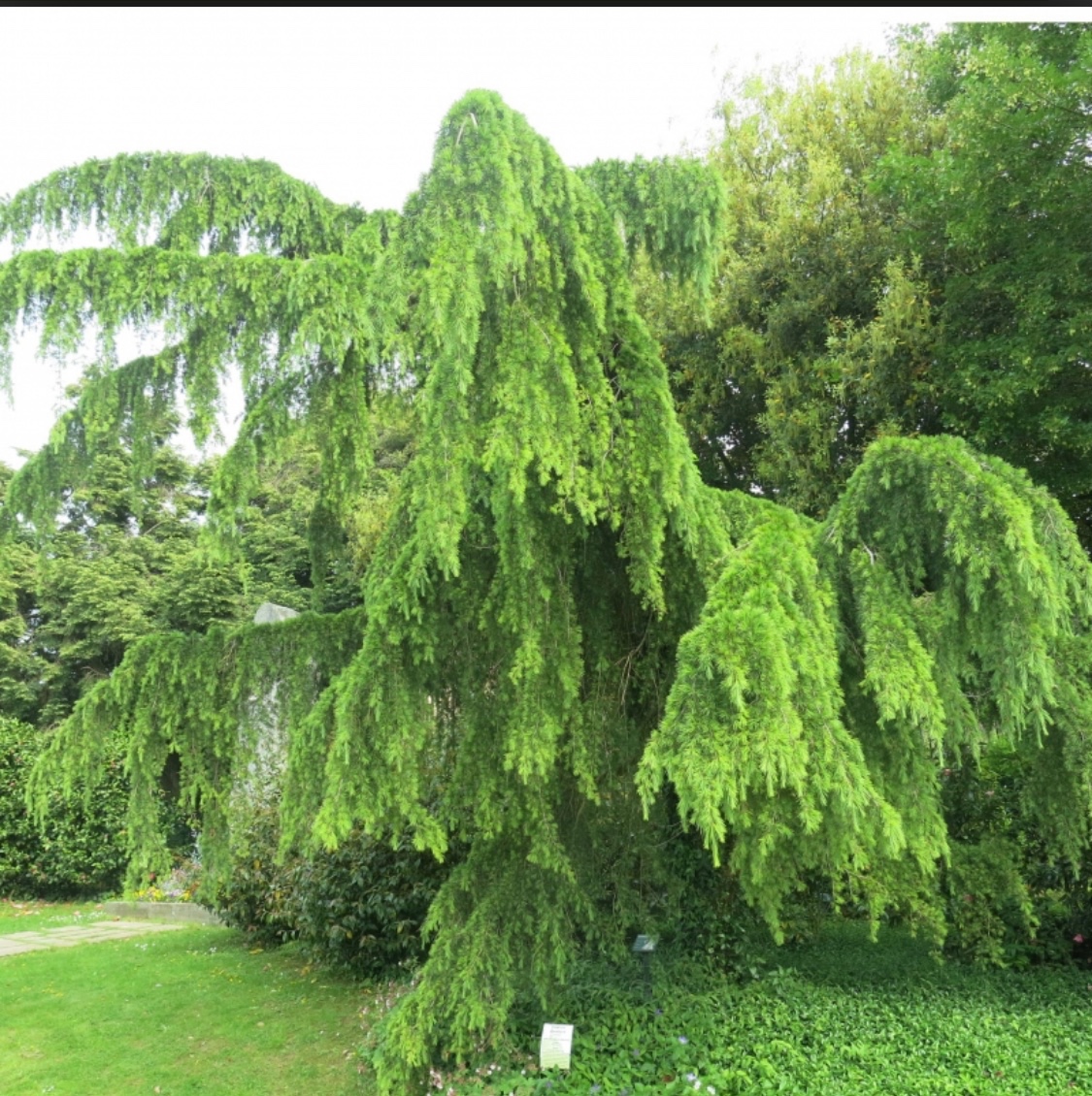 Céder himalajsky PENDULA,, 150cm