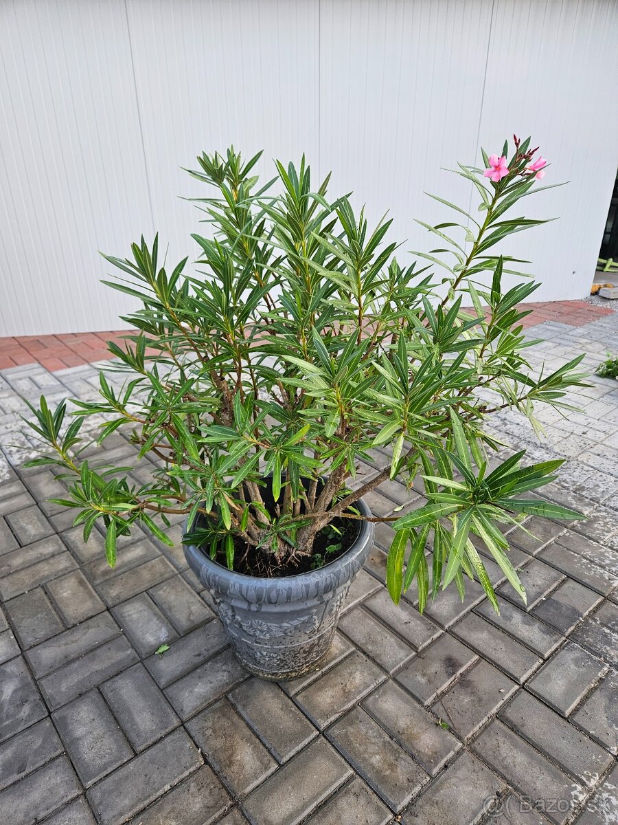 Oleandre cca 100 cm