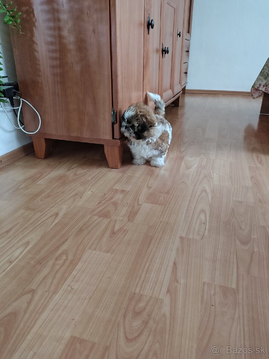 Shitzu
