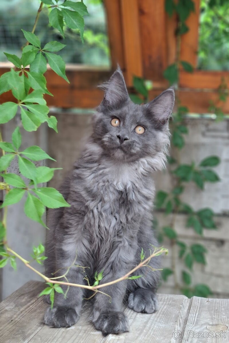 Maine coon, MCO, mainská mývalia