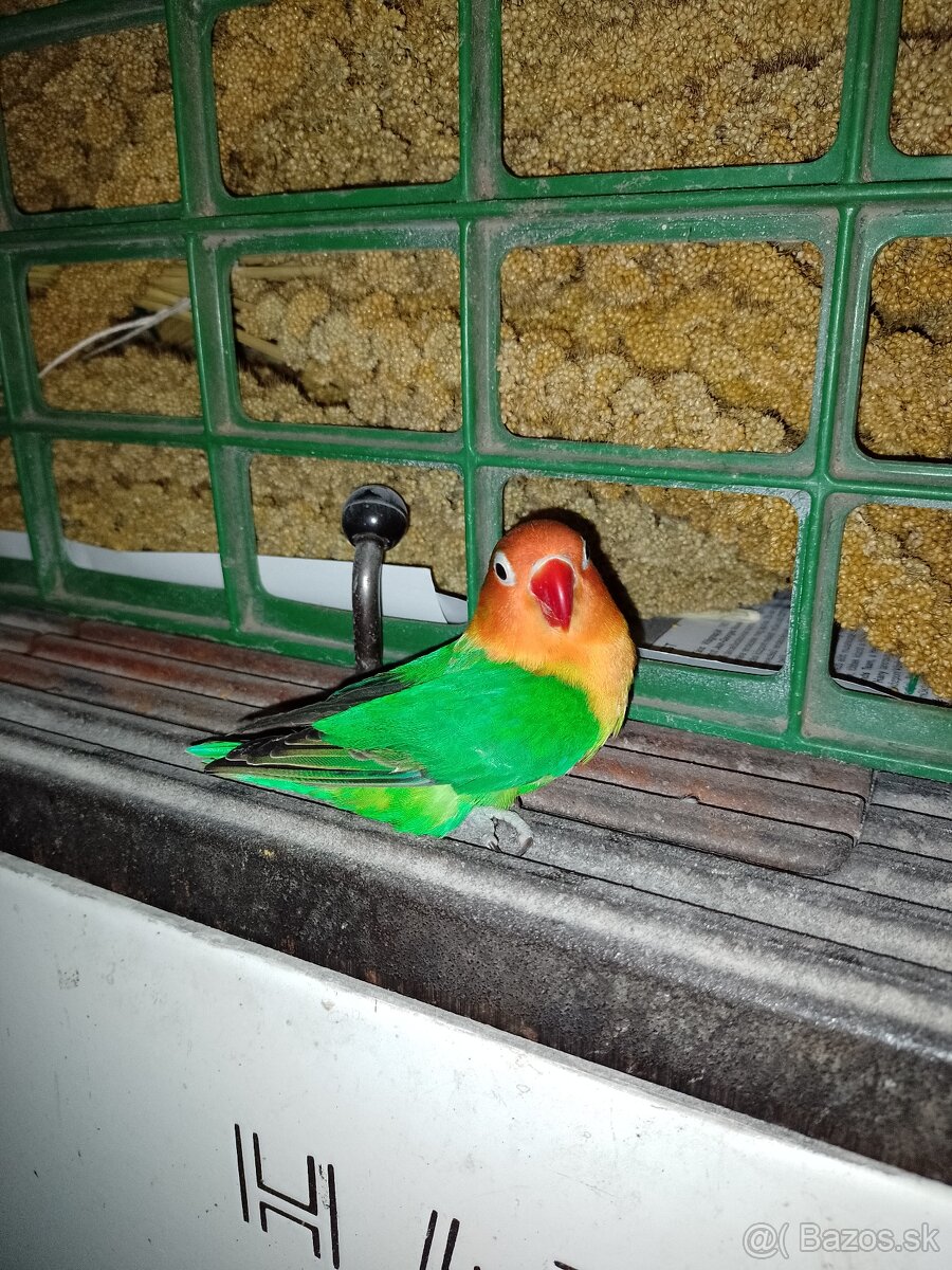 Agapornis fischer