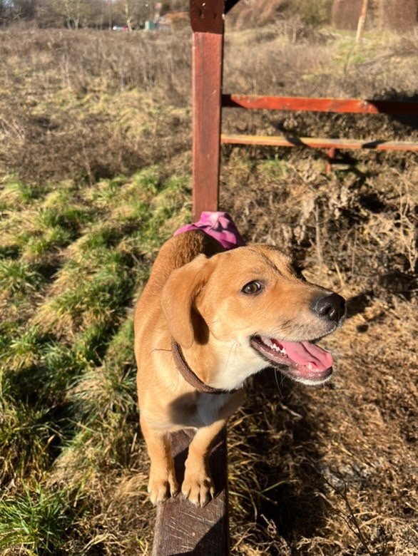 Darujem psíka do dobrých rúk