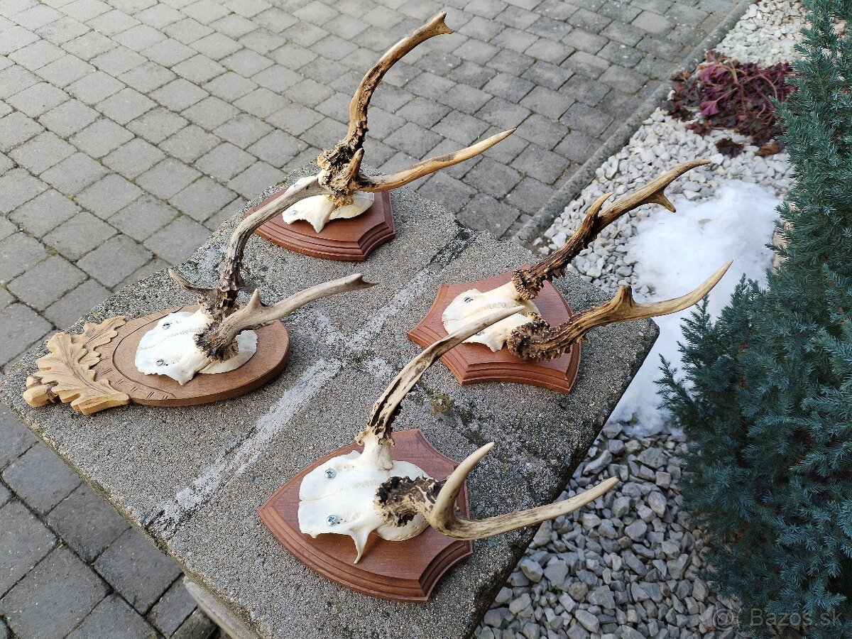 Srnčie trofeje parohy parozie