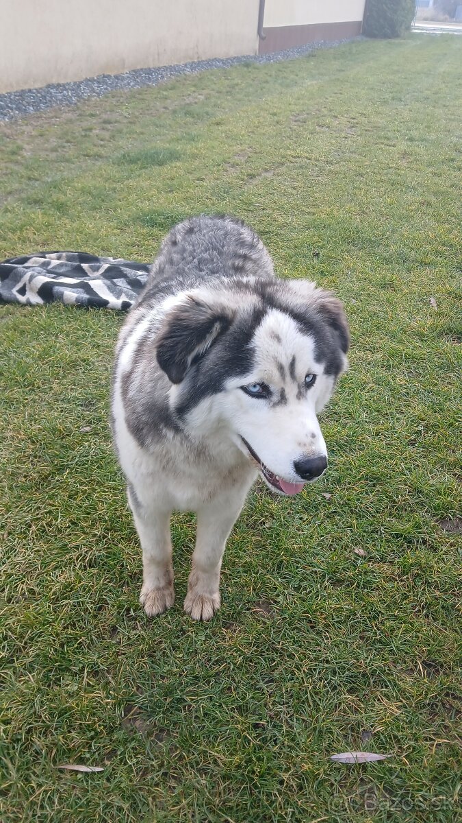 8 mesacny sibirsky husky