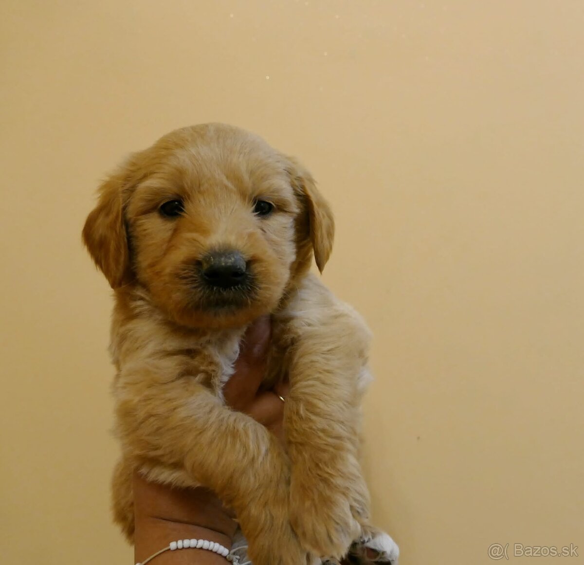 Goldendoodle