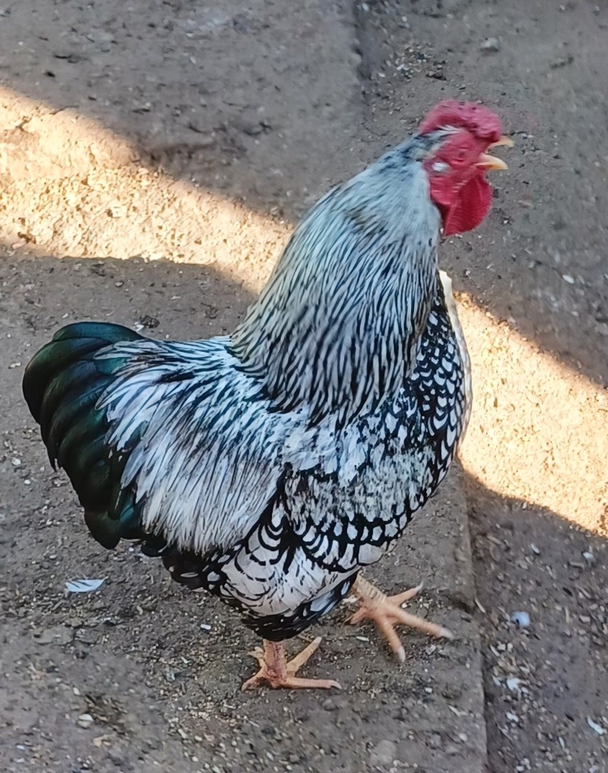 Predám kohúta Wyandotka:
