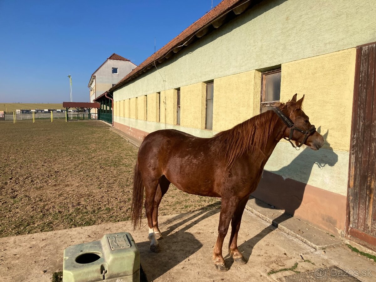 Predame kobylku
