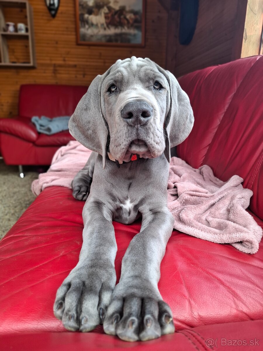 Nemecká doga modrá s PP