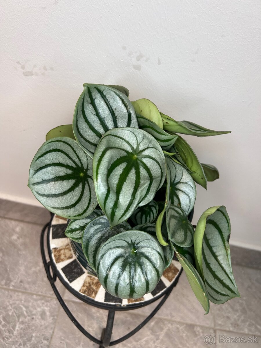 Peperomia argyreia Watermelon