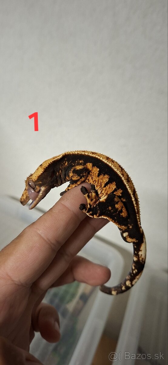 Pagekon riasnaty