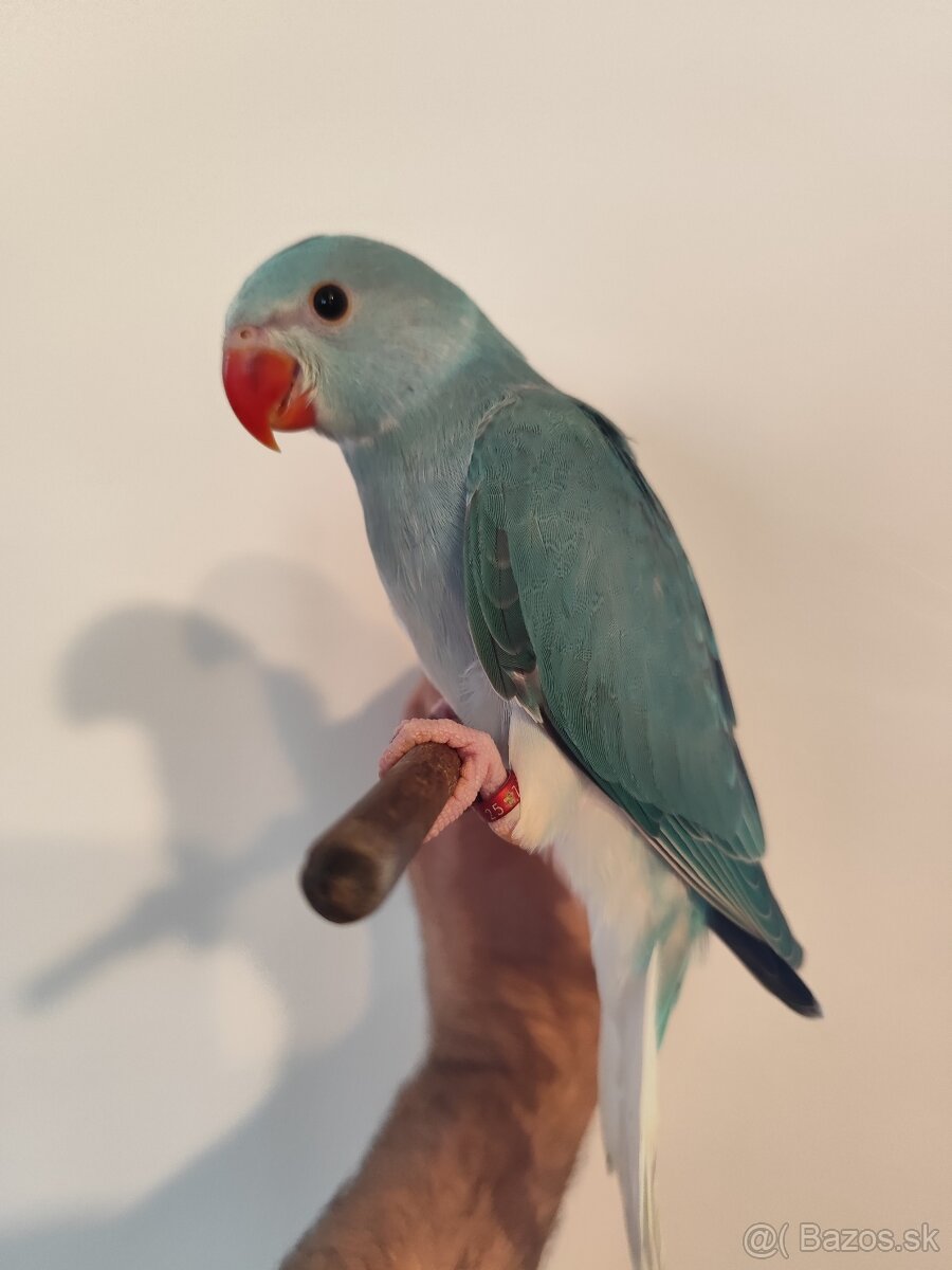 Alexander