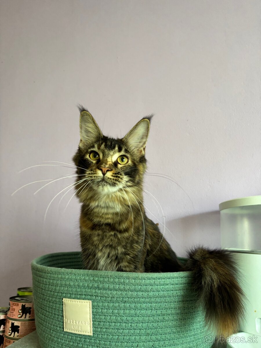 Maine coon / mainská mývalia mačka s pp