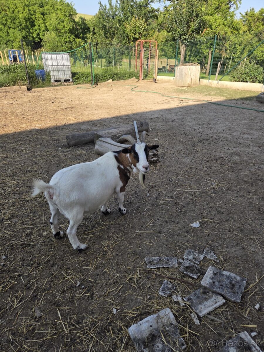 Predám holandské minikozy