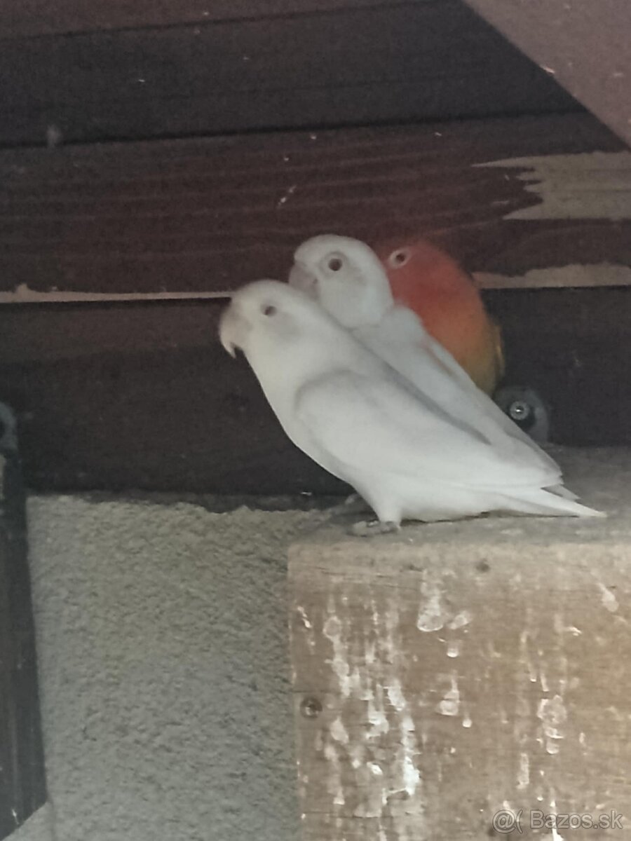 Agapornis