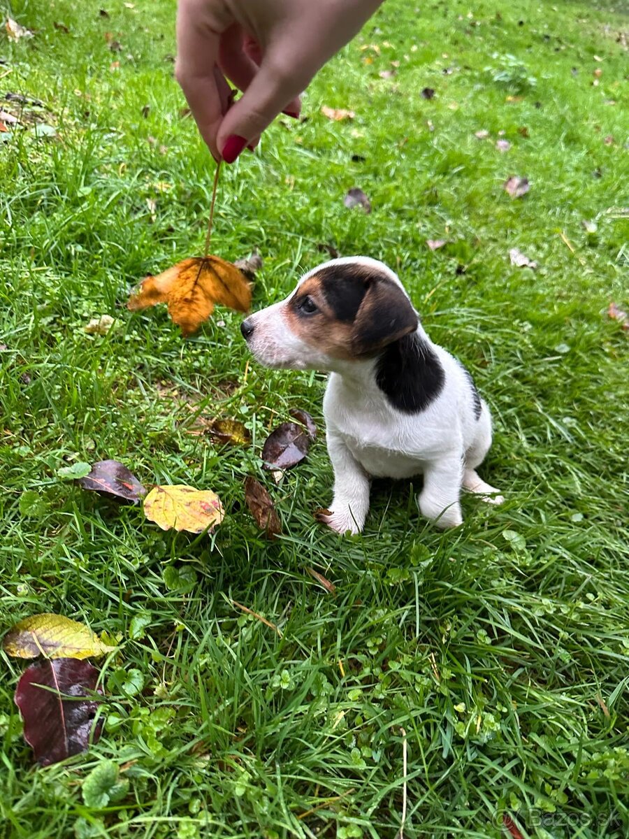 Jack Russel teriér