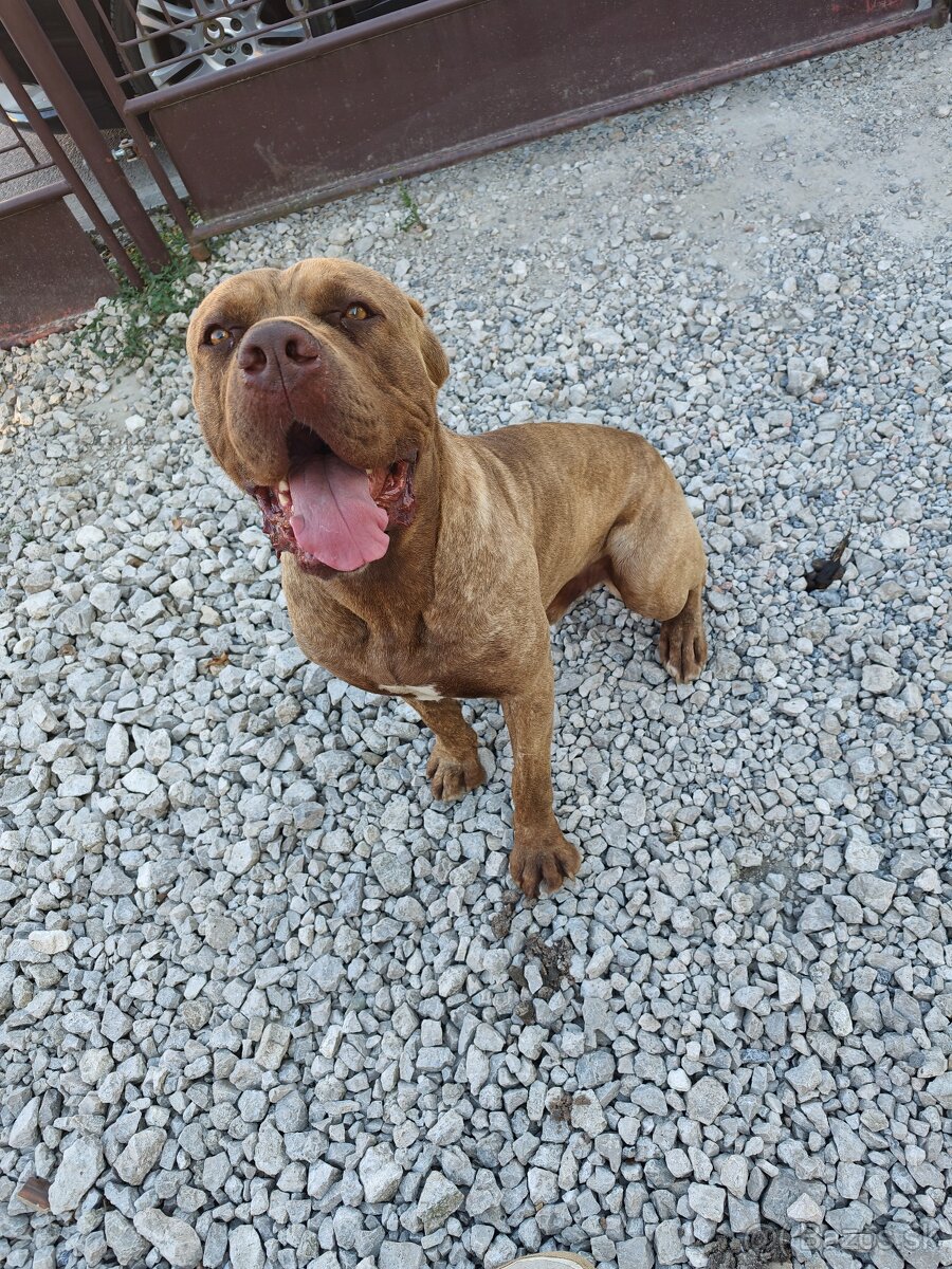 Bandog