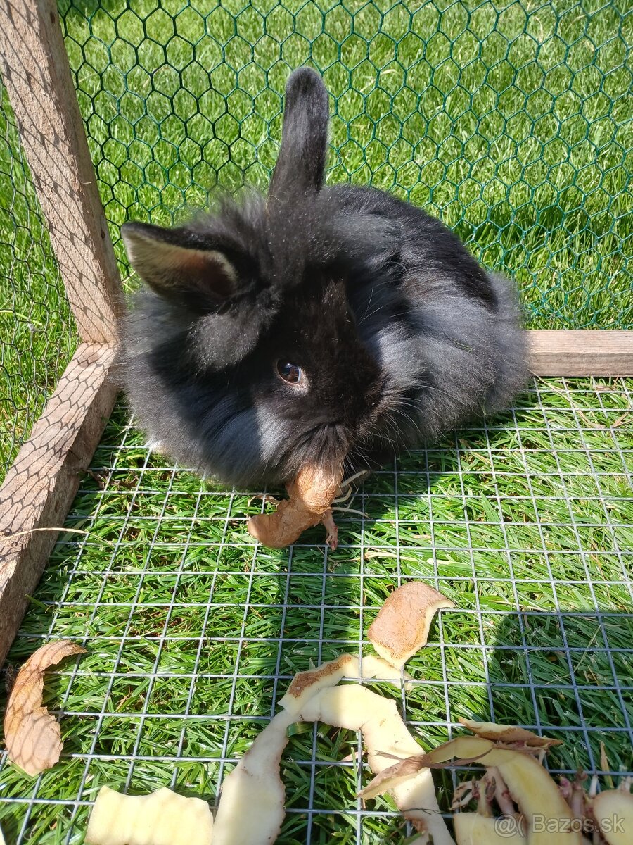 Zakrsly kralik